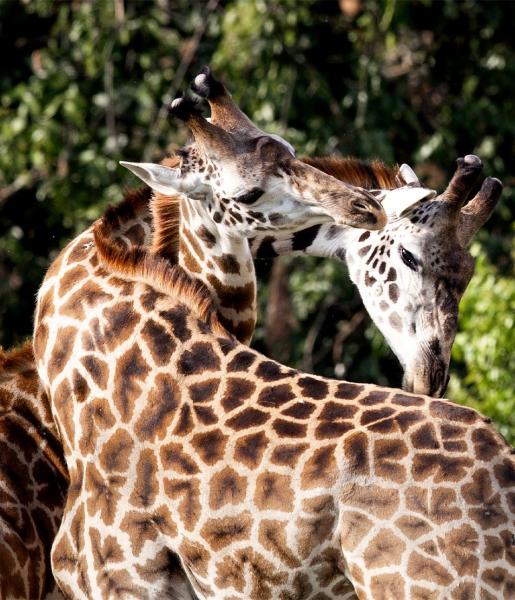 Giraffe | African Wildlife Foundation
