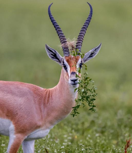 Grant's Gazelle | African Wildlife Foundation