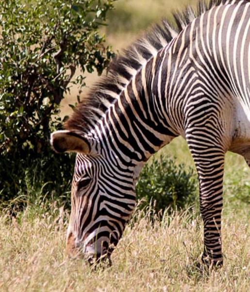 Grevy's Zebra