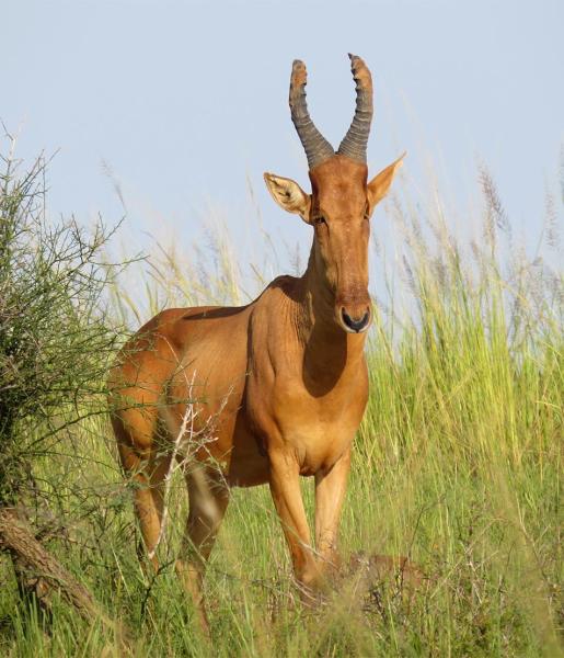 Hartebeest