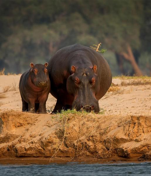 Hippopotamus