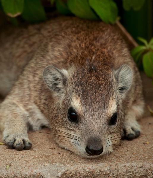 Hyrax