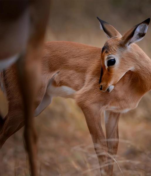 Impala | African Wildlife Foundation