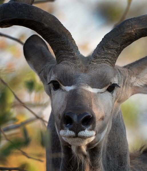 Kudu African Wildlife Foundation