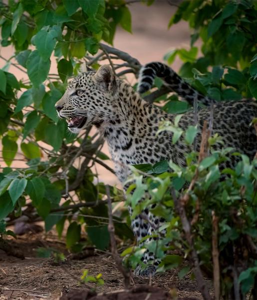 Leopard  African Wildlife Foundation