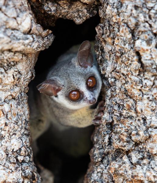 Lesser Bush Baby