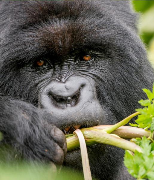 Mountain Gorilla | African Wildlife Foundation