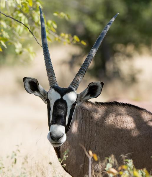 Oryx | African Wildlife Foundation