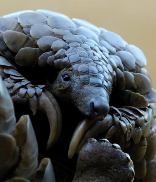 Pangolin