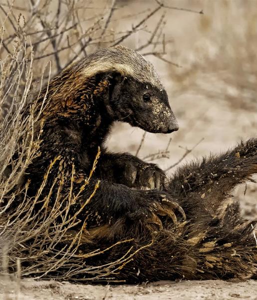 African honey badger.