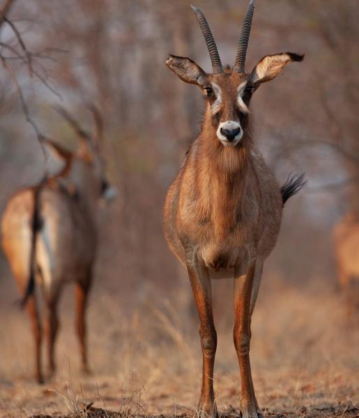 Roan Antelope