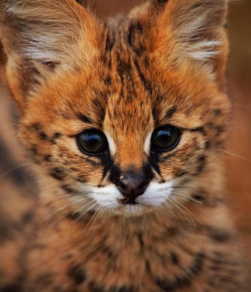 adult serval