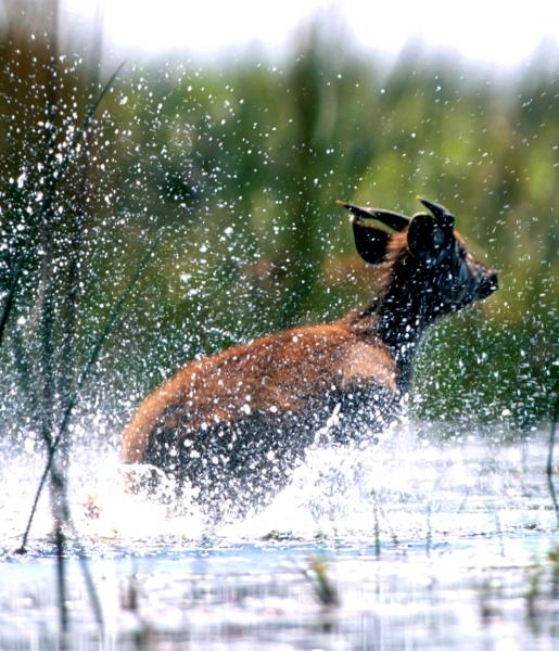 Sitatunga
