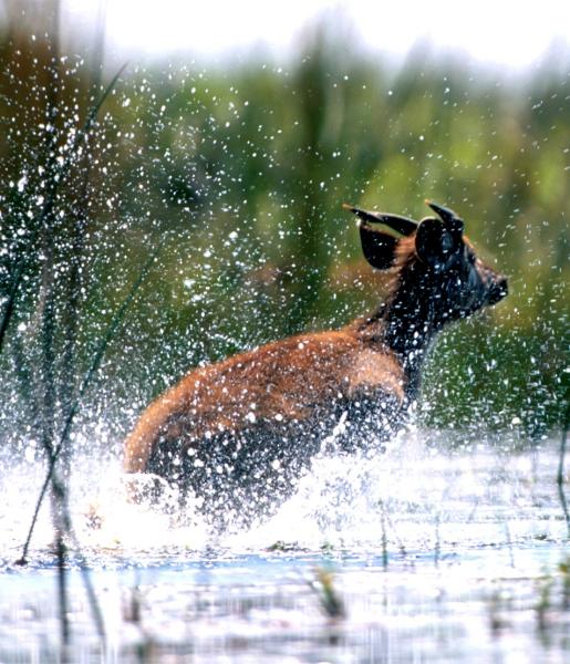 Sitatunga