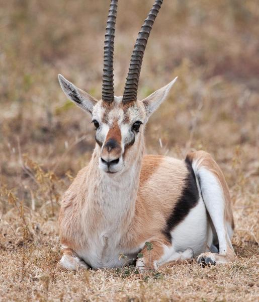 Thomson's Gazelle | African Wildlife Foundation