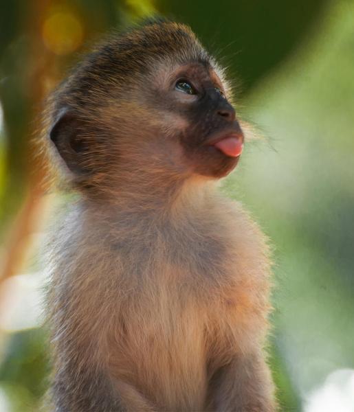 Vervet Monkey