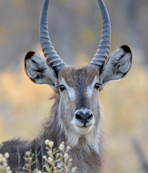 Waterbuck