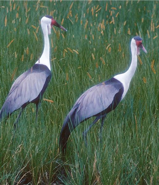 Wattled Crane