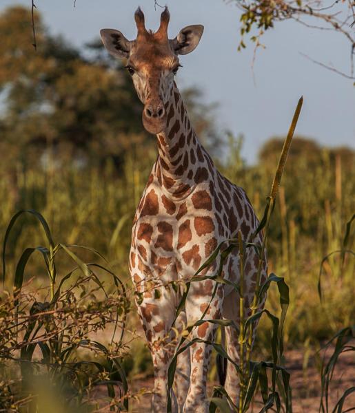 West African Giraffe