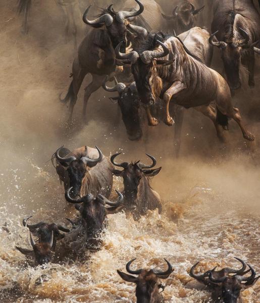 Wildebeest