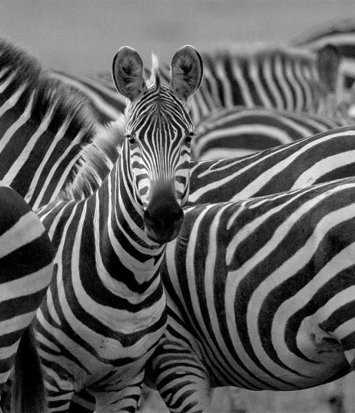 Zebra