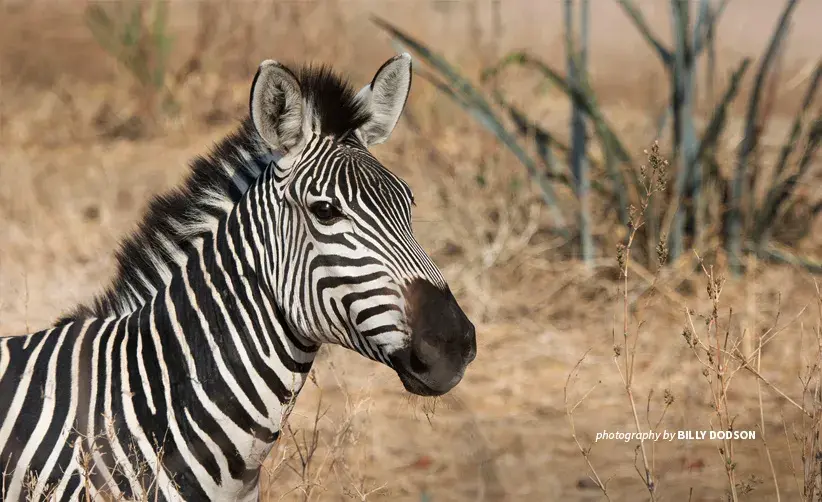 African Biodiversity Zebra