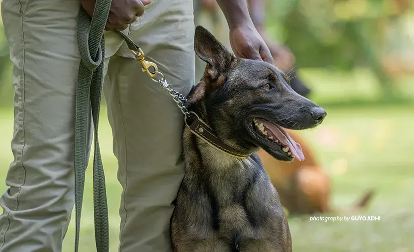 Canines for Conservation