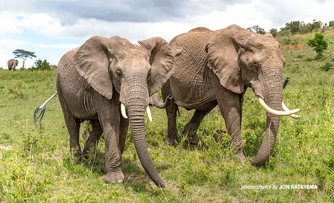 Elephants migrating across the vast Mara-Serengeti ecosystem sometimes cross into nearby homesteads and farms