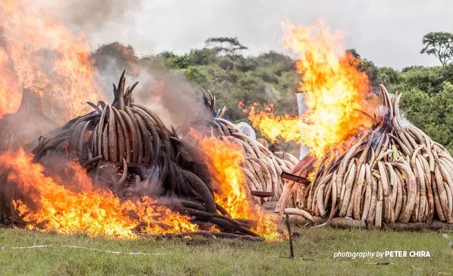 Ivory stockpile destroyed in Kenya