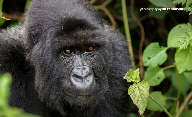 International partnerships help protect threatened wildlife species like mountain gorillas and create local opportunities