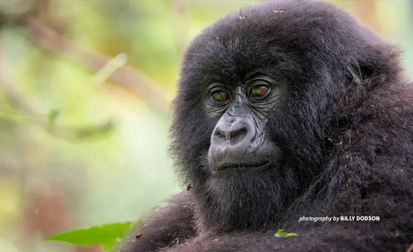 Close-up photo of an adult mountain gorilla in Rwanda