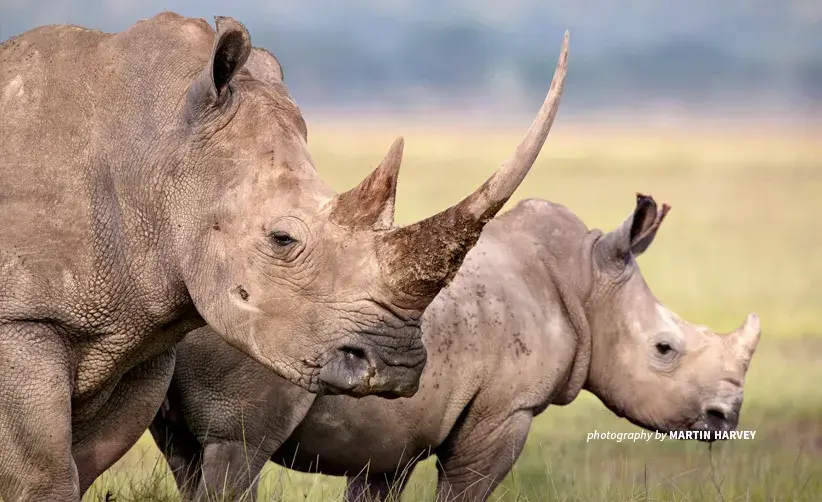 Rhinos poached for illegal trade in rhino horn