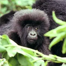 Image of ape