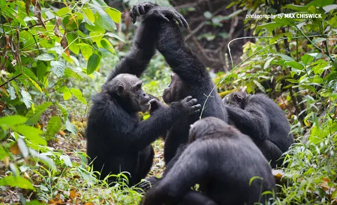 Group of eastern chimpanzees grooming
