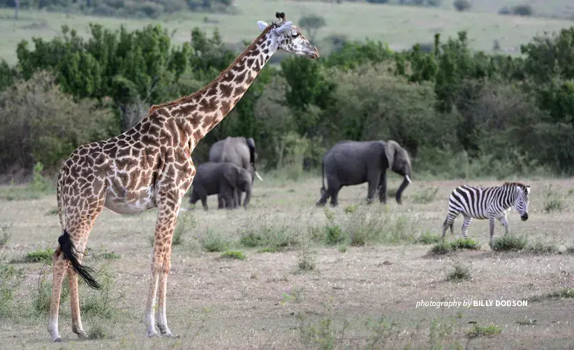 Giraffe, elephants and zebra in African savannah