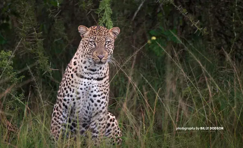 Leopard in Akagera National Park