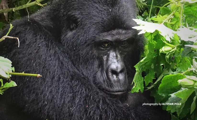 Silverback mountain gorilla Rafiki in Uganda protected area