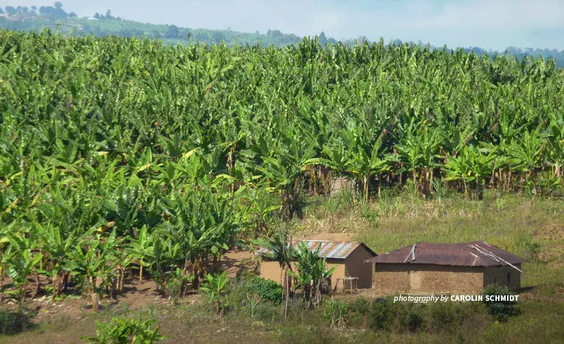 Small-scale farming in Southern Tanzania