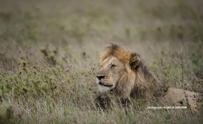Male African lion sitting in savanna grassland