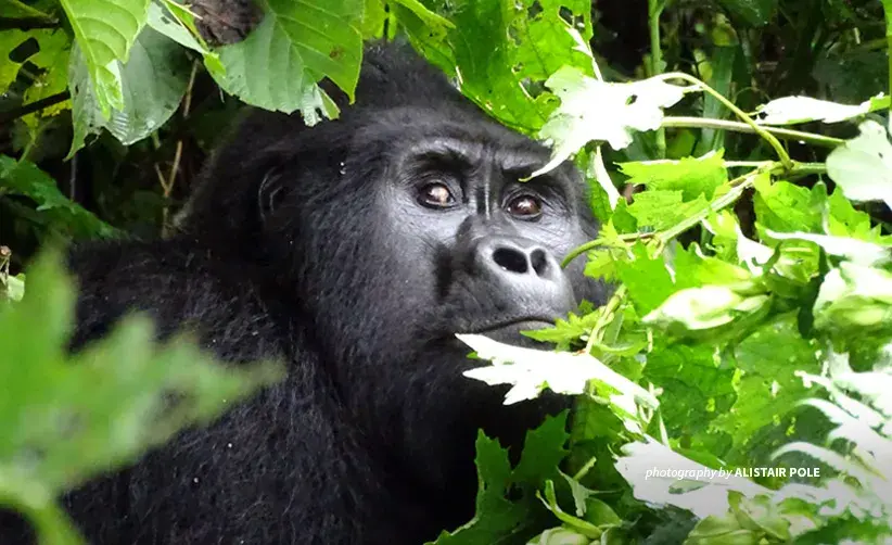 Rafiki silverback mountain gorilla killed in Bwindi
