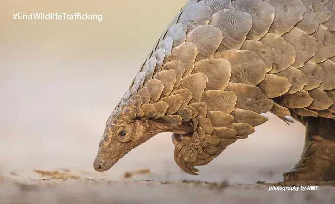 PANGOLIN THE MOST TRAFFICKED ANIMAL
