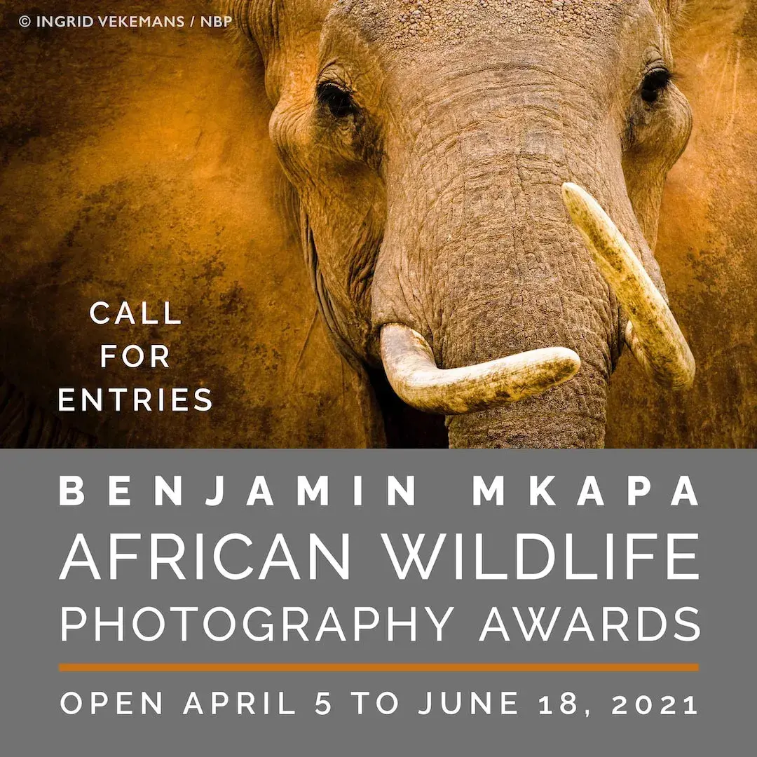 Benjamin Mkapa African Wildlife Photography Awards Call for Entries