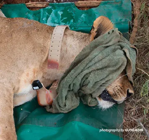 Photo of lionness immobilized for lion collaring exercise