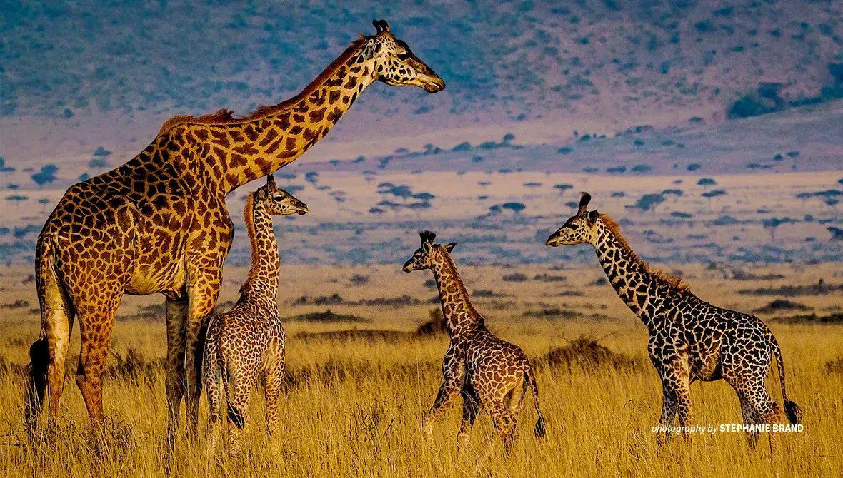 Photo of adult giraffe and baby giraffes in African savanna