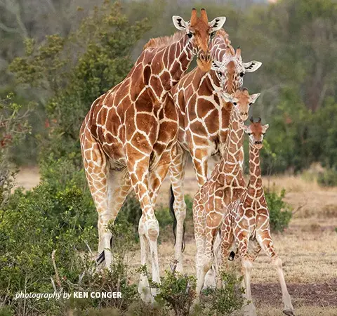 Photo of four young giraffes in savanna landscape