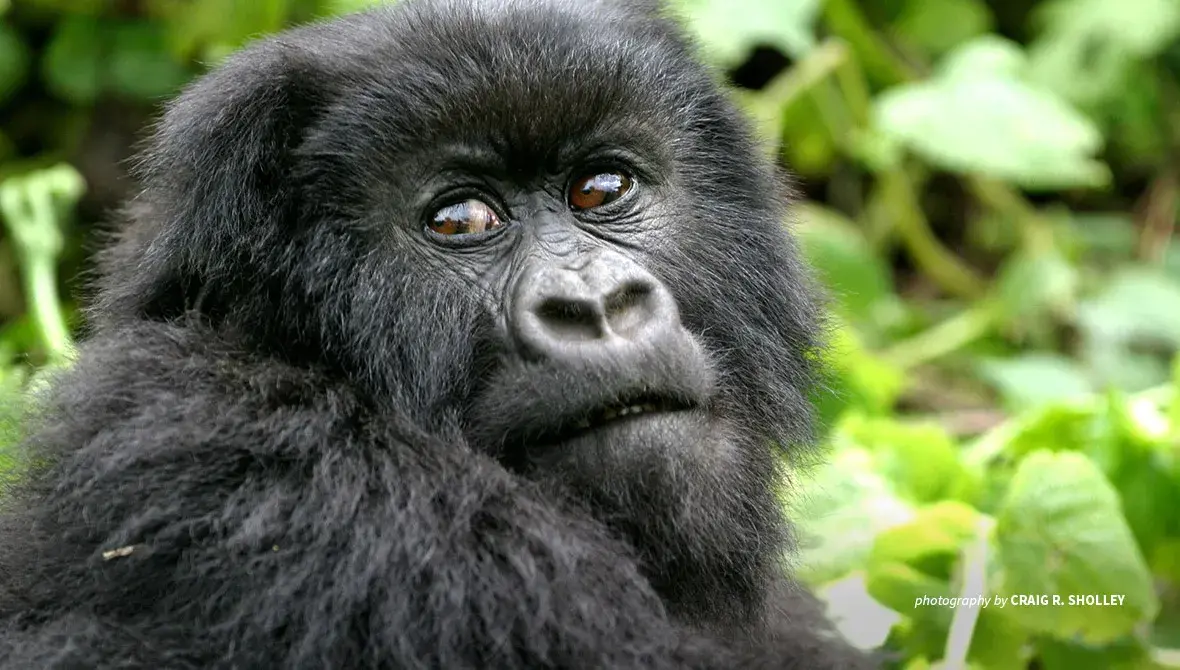 Close-up photo of young mountain gorilla