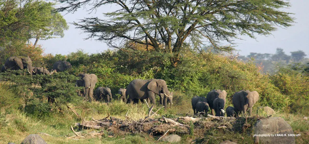 Photo of large herd of elephants in savanna grassland