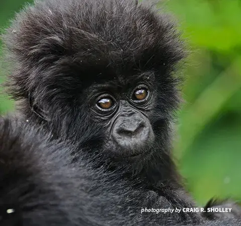 Close-up photo of baby mountain gorilla