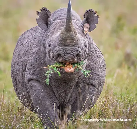 5 rhinoceros facts for World Rhino Day | African Wildlife Foundation