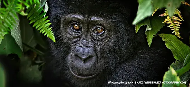 Donate your Bitcoin to save critically engangered species